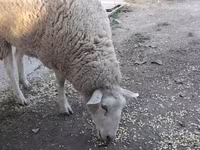 भेड़, भेड़ — फ़ोटो 2