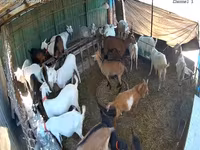 बकरी, Saanen goat — फ़ोटो 4