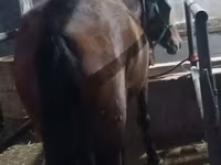 Klisna, Budyonny horse — foto 8