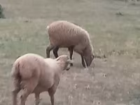 Baran, Owce — zdjęcie 3