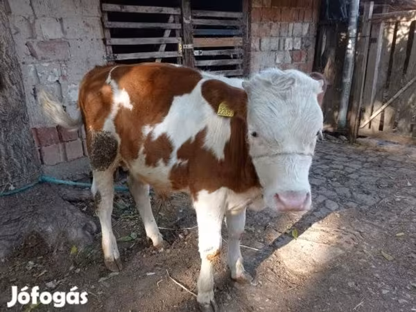 सांड, हंगेरियन ग्रे नस्ल