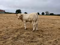Vache, Race de vache — photo 4
