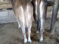 Taureau, Swiss cattle — photo 2
