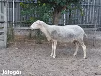 Oveja, Lacaune sheep — foto 1