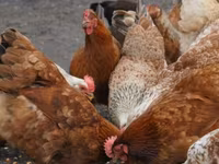 Chickens — फ़ोटो 1