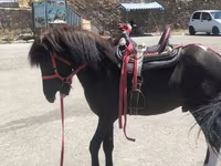 حصان, Shetland Pony — الصورة 4