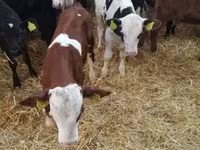 Taureau, Vache limousine — photo 8