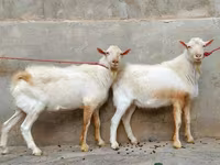 母山羊, Saanen goat — 照片 4