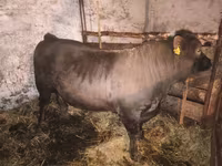 Bull, Charolais cattle — photo 4