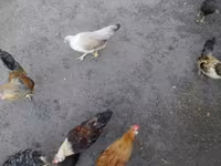 Japanisches Bantam — Foto 2