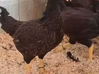 Chickens — zdjęcie 2