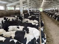 Vache, Yaroslavl cattle — photo 3