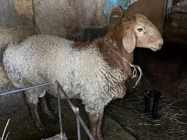Qoç, Rhon sheep