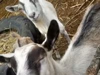 Goat, Goats — photo 2