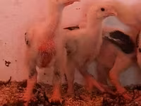 Chickens — الصورة 8