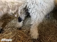 公羊, Wallis Country sheep — 照片 4