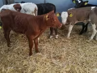 Taureau, Vache limousine — photo 1