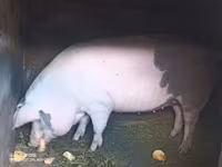 मादा सूअर, सूअर — फ़ोटो 3