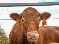 Vache, Race Holstein — photo 1
