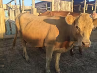 母牛, Auliekol breed — 照片 2