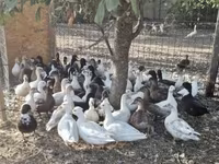 Ducks — Foto 5
