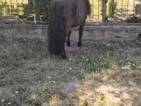 حصان, Australian Pony — الصورة 6