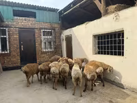 كبش, Rhon sheep — الصورة 6