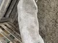 雄豚, 豚 — 写真 2