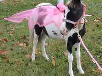 母马, Miniature horse — 照片 4