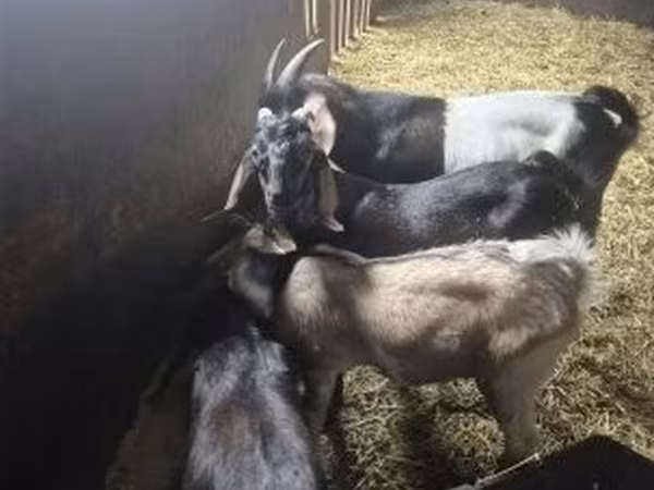 बकरा, Nubian Goat