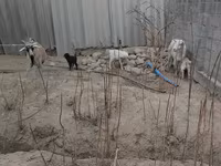 母山羊, Goats — 照片 4