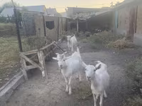 公山羊, Russian White goat — 照片 6