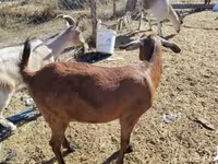 母山羊, Boer goat — 照片 1