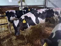 Touro, Raça Holstein — foto 6