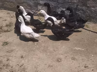 अलाबियो — फ़ोटो 3