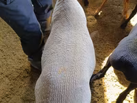 كبش, Kyrgyz Mountain merino sheep — الصورة 3