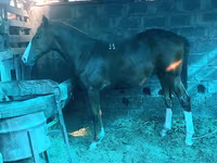 Horse (M), Russian Don — photo 2