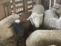 Owca, Blackheaded Persian sheep — zdjęcie 3
