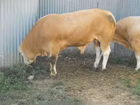 公牛, Blonde d’Aquitane cattle — 照片 6