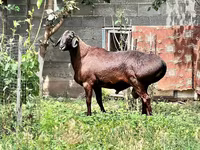 Carnero, Ovejas — foto 3