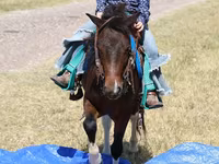 Cheval, Pinto horses — photo 5