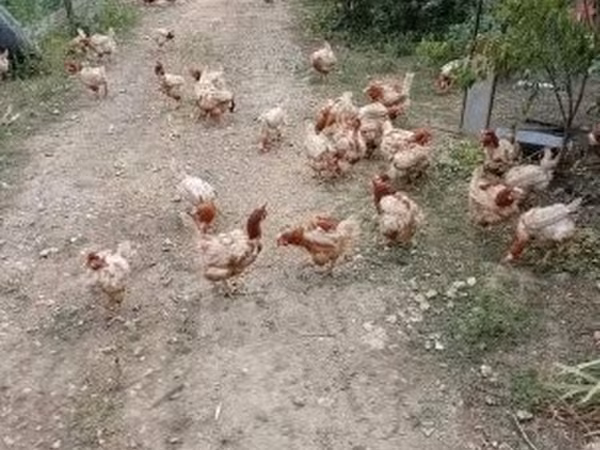 Chickens