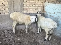 Ram, Sheep — photo 3