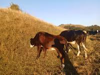 牛只（批次，未指定性别）, Cattle — 照片 3