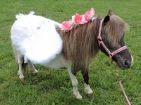母马, Miniature horse — 照片 7
