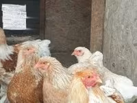 Brahma — Foto 1