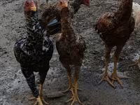 Chickens — photo 4