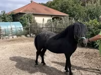 公马, Welsh Cob — 照片 1
