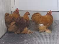 Pékin Bantam — photo 4