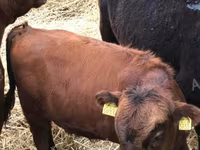 Cow, Dexter — photo 2